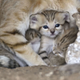 Illustration for article titled Monday Kitten Cuteness - Triple Dose!
